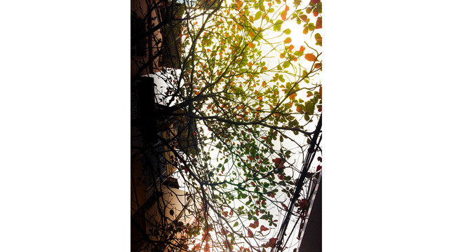 河内秋天（组图） ảnh 3