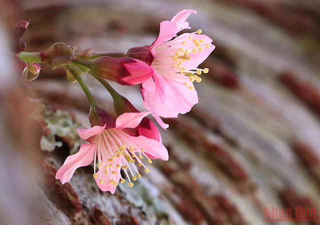 大叻充满春天色彩(组图) ảnh 8 大叻充满春天色彩(组图) ảnh 8