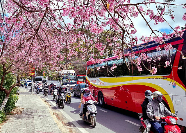 大叻充满春天色彩(组图) ảnh 1 大叻充满春天色彩(组图) ảnh 1