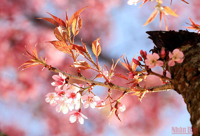 大叻充满春天色彩(组图) ảnh 10 大叻充满春天色彩(组图) ảnh 10