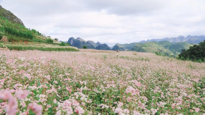 河江的荞麦花花海。（图片来源：越通社）