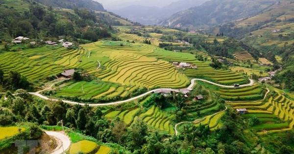 黄树肥（Hoàng Su Phì）是河江省西部的一个县份，这里拥有美不胜收，雄伟壮观的自然风光和一望无际的金黄色梯田。（图片来源：越通社）