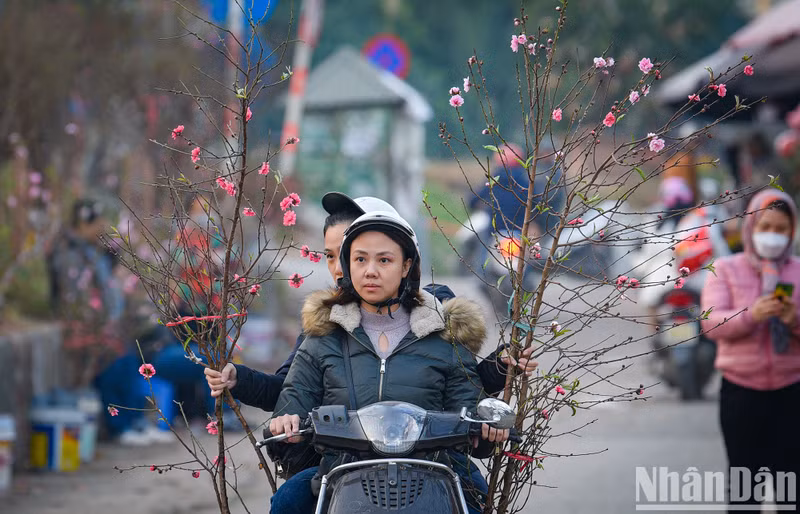 日新桃花提前开花，为元旦节提供服务。（成达 摄）