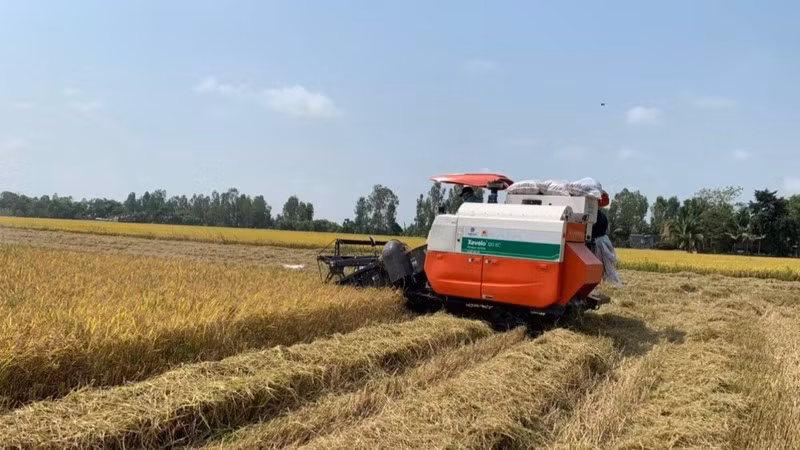 安江省话山县望东乡的稻米收割。