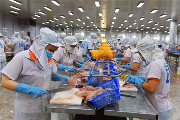 附图：出口查鱼加工。