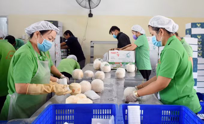 新鲜椰子被认为是越南的“十亿美元”产业。