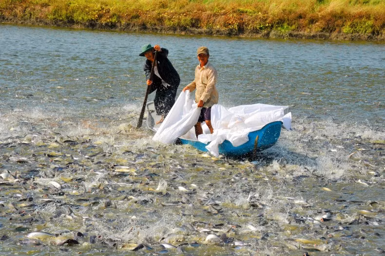 近期水产养殖产量继续增长。 近期水产养殖产量继续增长。