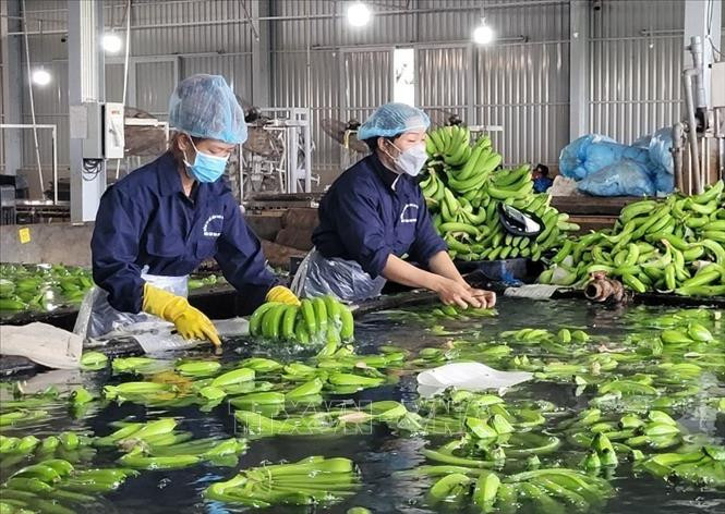 巴地头顿省着力打造种植区代码 助力提升水果价值。