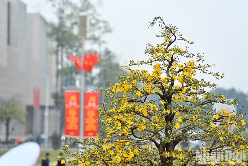 巴廷广场的春色。（登科 摄）