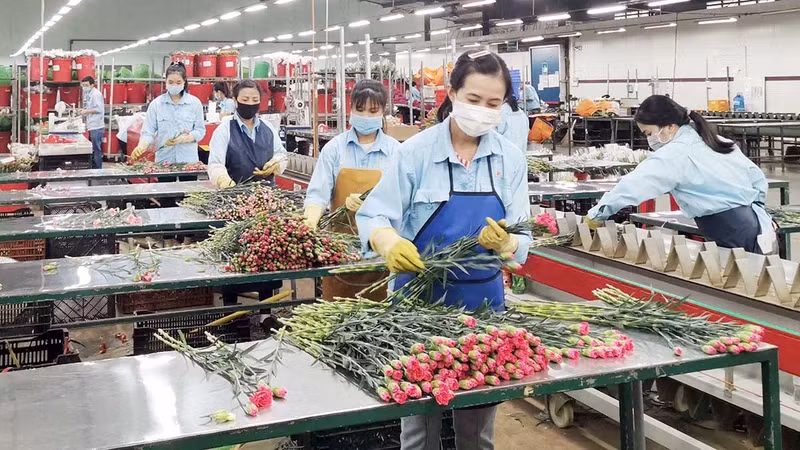 林同省大叻市的高科技花卉生产。