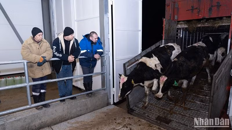 在位于俄罗斯卡卢加州的TH农场的奶牛。