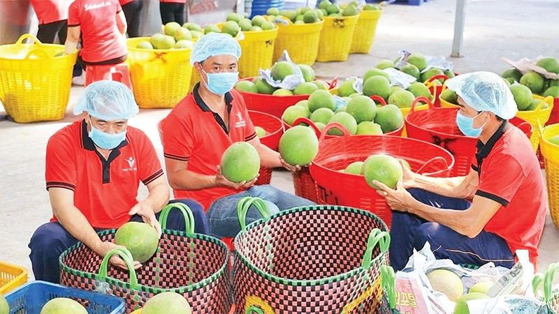  Vina T&T公司集团的出口农产品。