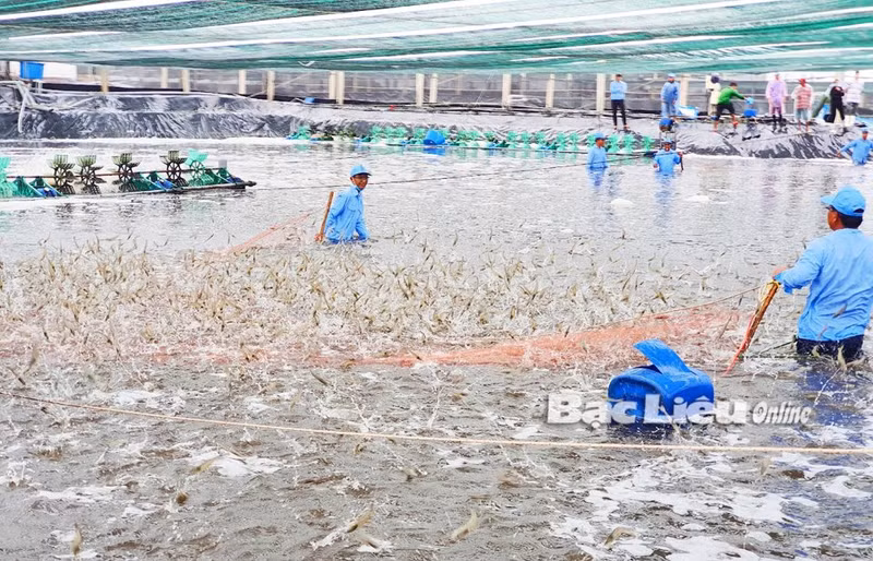 薄辽省高科技养虾区。（图片来源：baobaclieu.vn）