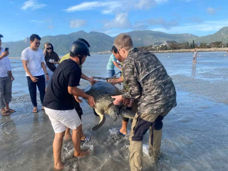 昆岛国家公园林检队成功救护一只绿海龟。（图片来源：越通社）