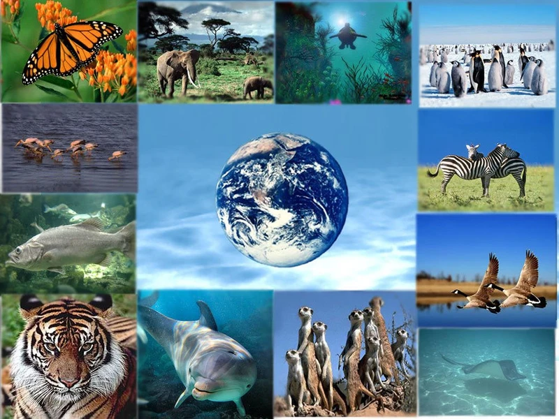 越南积极参加生物多样性保护相关国际公约和协定【图表新闻】
