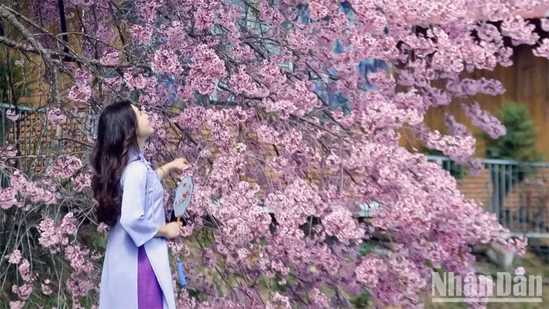 美丽的梅樱桃花已盛开。