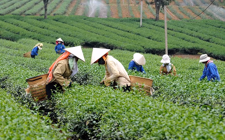 多农省嘉义市的茶叶采摘。 （阮登 摄）