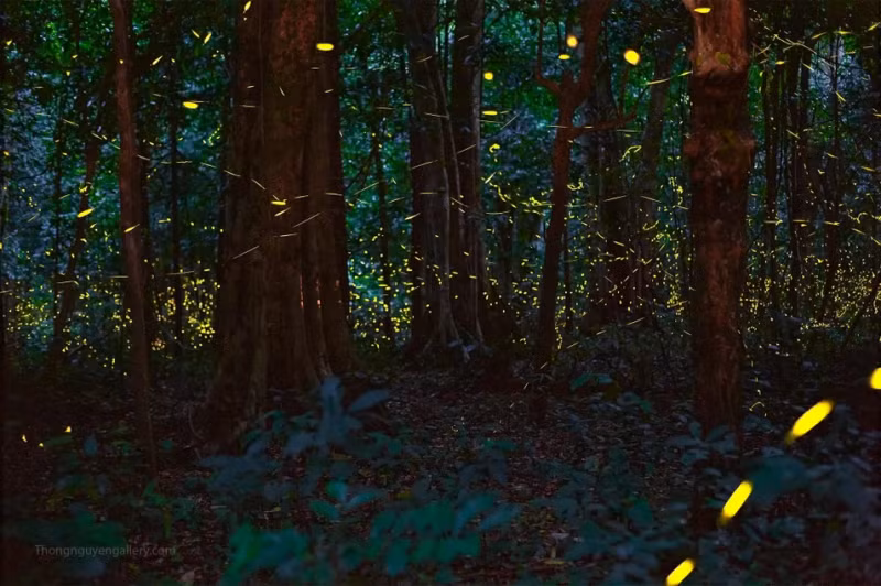 越南首次推出夜间穿越森林观赏萤火虫的旅游线路。（图片来源：越通社）