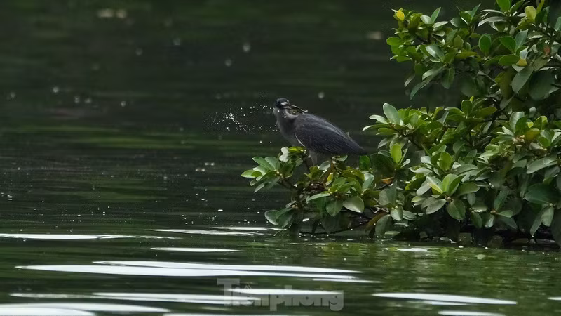 近期，许多鸟群纷纷在首都河内还剑湖和老城区筑巢和展翅飞翔，营造出既新颖别致又令人难以忘怀的景象。（图片来源：前锋报）