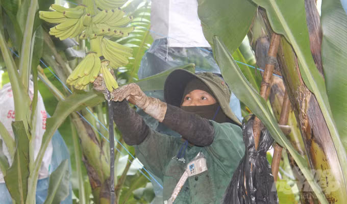 香蕉高科技种植项目结出“甜果”。（图片来源：农业报）