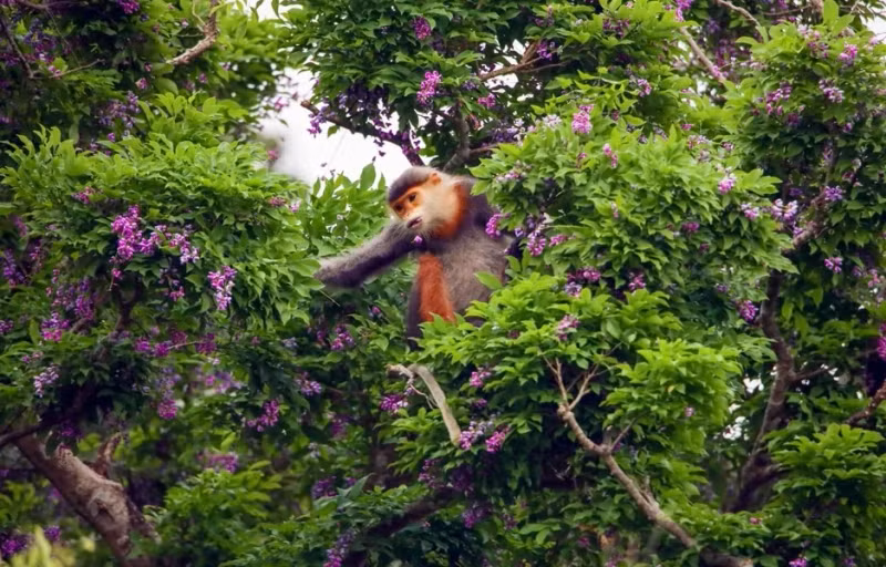 岛闹鱼花是棕腿白臀叶猴喜爱的实物。（图片来源：越通社）