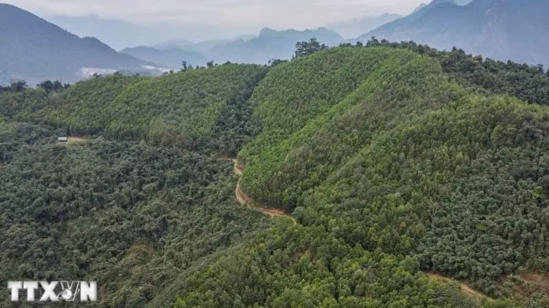 附图：越南已向世行出售1030万吨碳信用。