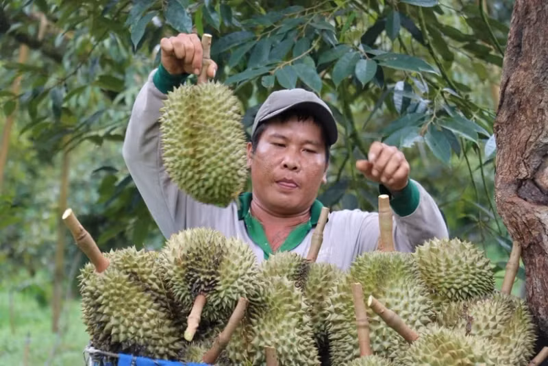 附图：越南果蔬出口提前完成2024年全年目标。