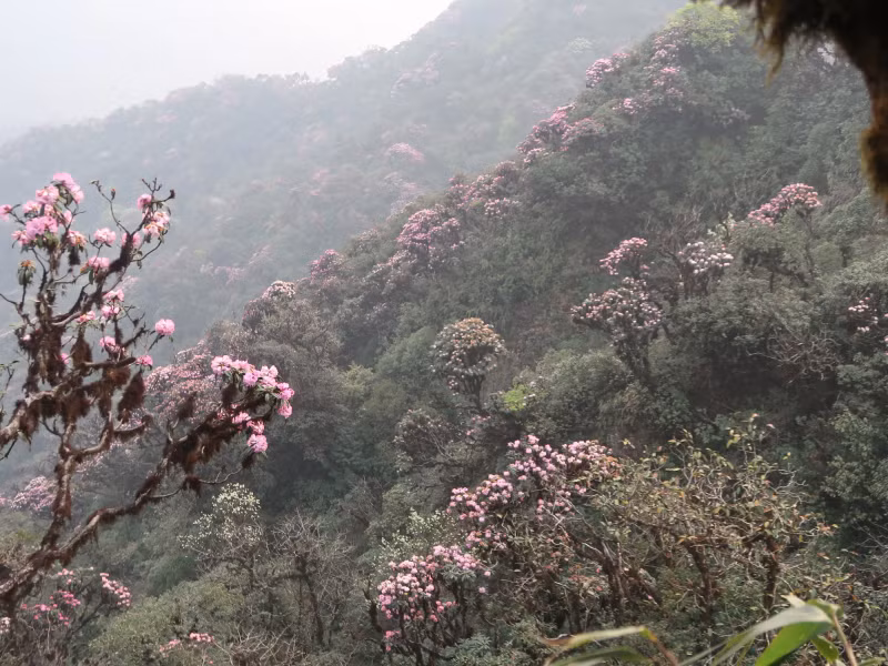 每年二月中旬，杜鹃花将在雄伟壮观的山林空间画出一幅美丽的彩画。