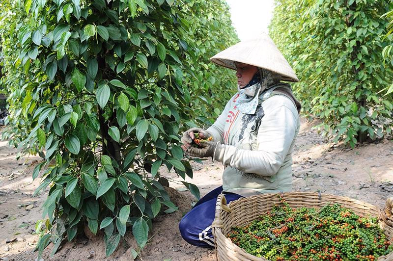 附图：2023年越南胡椒对中国出口保持增长势头。