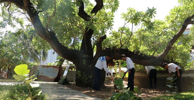 附图：遗产树——打造宜居的社区绿色空间。