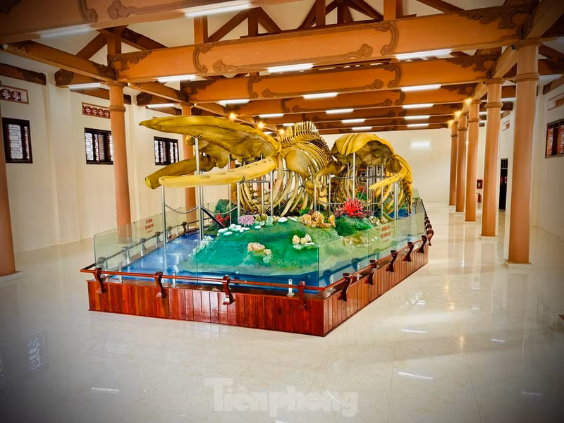 李山岛县两具“翁鱼”骨骼创下越南最大鱼骨纪录。