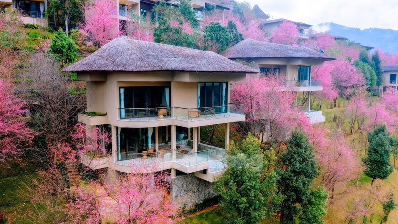 野桃花铺就赫蒙族致富路。（图片来源：先锋报）