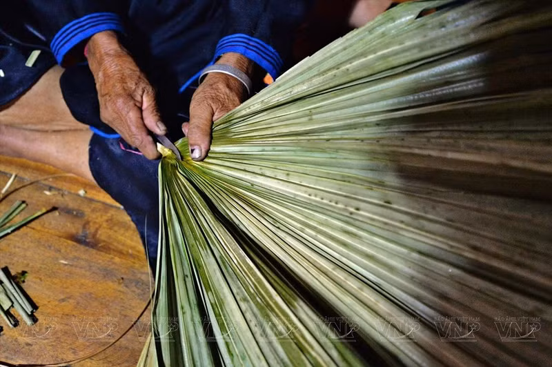 将棕榈叶在阳光下晒干，为叶子创造必要的韧性，然后剪下叶子并压平，以编织帽子。（图片来源：越通社《越南画报》）