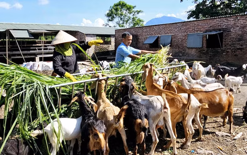 许多经济发展模式给广宁省少数民族地区人民带来高经济效益。