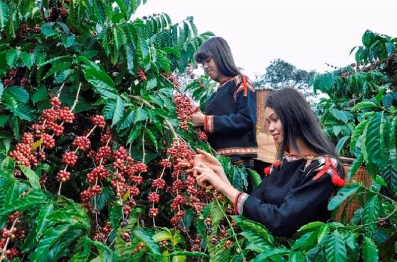 附图：咖啡收获。