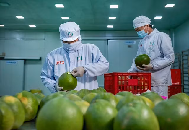 附图：2022年，越南开始向美国出口柚子。