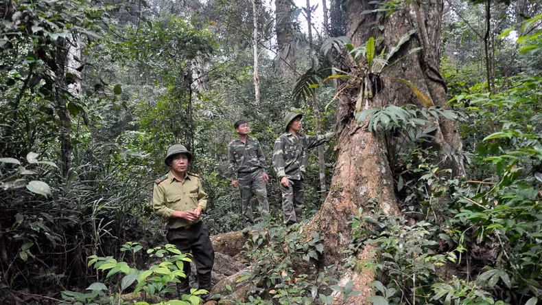 护林员加强森林巡逻和保护。