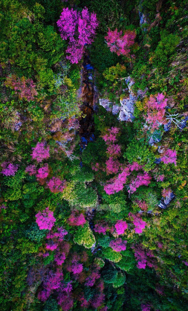 野桃花铺就赫蒙族致富路。（图片来源：先锋报）