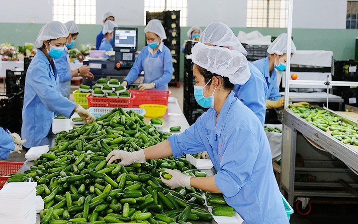 附图：越南农产品产业主动开拓出口市场。