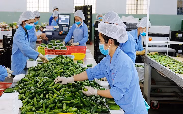 附图：越南农产品产业主动开拓出口市场。