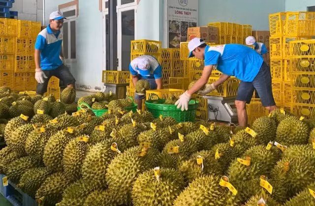 附图：越南果蔬出口额力争今年实现80亿美元的目标。