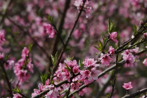 桃花在越南传统春节期间绽放 展现出迷人的美丽【组图】