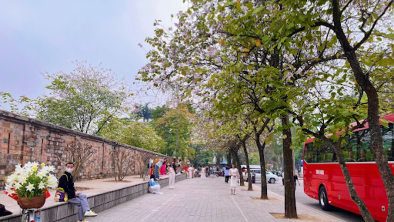 在巴亭郡黄耀街,绵延百米的花班大道上,数十棵洋紫荆花树竞相绽放,成为三月里吸引众多游客的热门打卡地。 在巴亭郡黄耀街,绵延百米的花班大道上,数十棵洋紫荆花树竞相绽放,成为三月里吸引众多游客的热门打卡地。