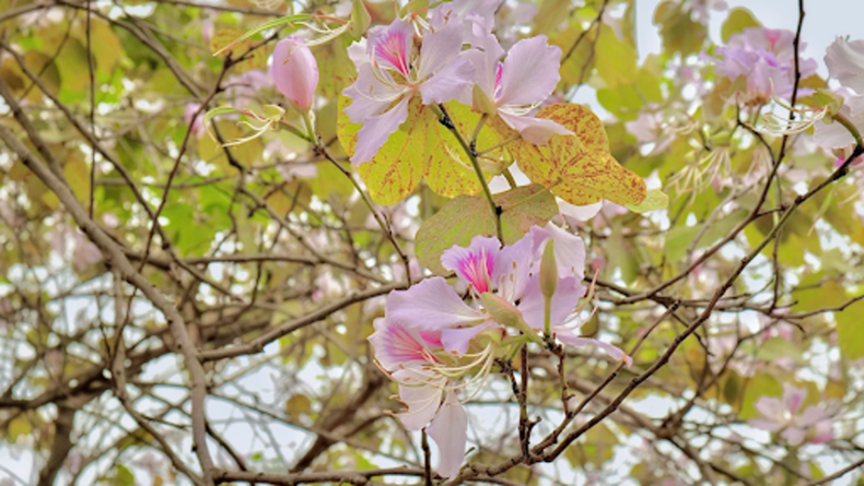 进入三月下旬,河内的洋紫荆花色调渐趋淡雅,洁白素雅,却依旧魅力十足。轻盈的花瓣飘落人行道,为街头巷尾铺上一层淡淡的浪漫春意。 进入三月下旬,河内的洋紫荆花色调渐趋淡雅,洁白素雅,却依旧魅力十足。轻盈的花瓣飘落人行道,为街头巷尾铺上一层淡淡的浪漫春意。