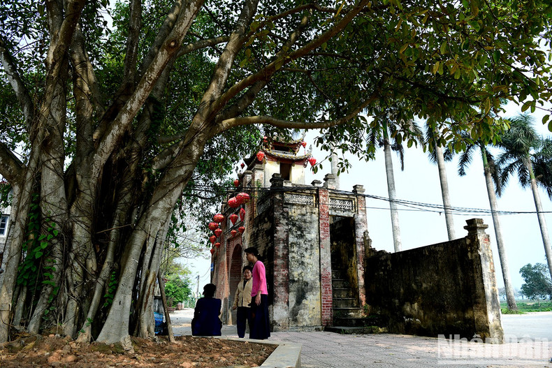 约礼村的古榕树历经岁月沧桑,盘根错节紧抱大地,枝繁叶茂,为村庄投下浓荫。它们不仅是历史的见证者,更融入文化的流转,承载并滋养着传统价值,使过去与现在同频共鸣,延续不息。 约礼村的古榕树历经岁月沧桑,盘根错节紧抱大地,枝繁叶茂,为村庄投下浓荫。它们不仅是历史的见证者,更融入文化的流转,承载并滋养着传统价值,使过去与现在同频共鸣,延续不息。