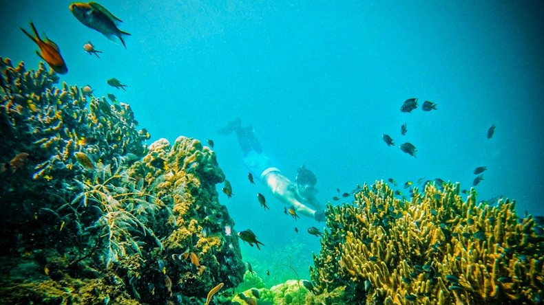 除了印度尼西亚、菲律宾、泰国和马来西亚，越南同样被认为是亚洲顶级潜水目的地之一，受到众多潜水爱好者的青睐。（雪绒 摄）