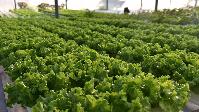 第四次工业革命时代的农场（组图） ảnh 8