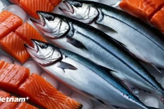 附图：越南是挪威三文鱼出口增长最快的东南亚市场。（图片来源：越通社）