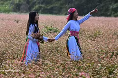 2026年荞麦花节：推广自然景观和传统文化价值的重要契机