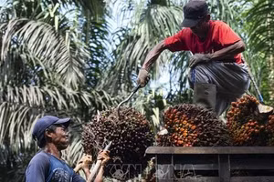 附图：在印度尼西亚西爪哇岛采摘油棕果。（图片来源：新华社/越通社）